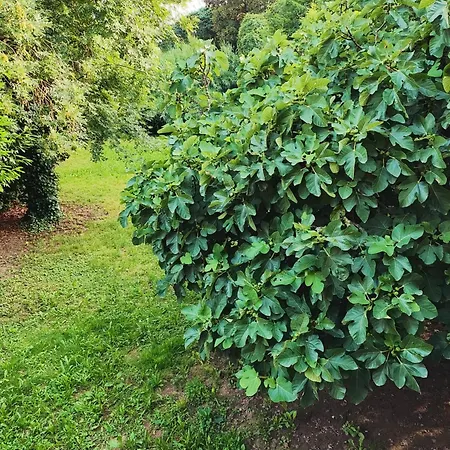 Prázdninový dům Maison Au Bord Du Lot Fumel